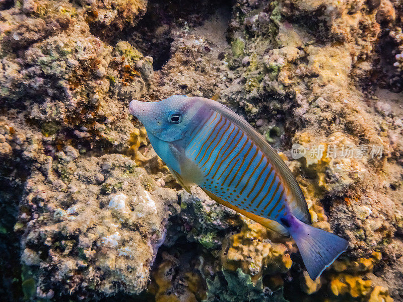 埃及珊瑚礁上的Salfin tang鱼